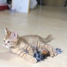 今日もたくさん遊んだね( ´ ▽ ` )