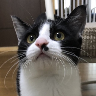 甘えん坊でお返事するnanakoちゃん（停止中）