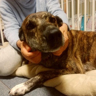 琉球犬ミックス！穏やかで人間が大好きな優しい子です