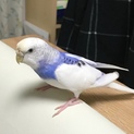 ちょっとおてんばなセキセイインコです！