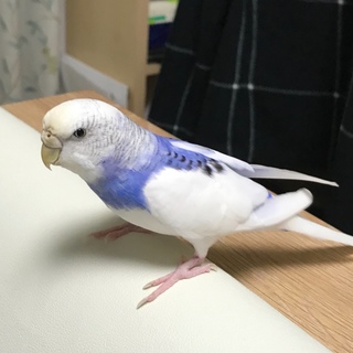 ちょっとおてんばなセキセイインコです！