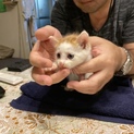 里親さん探しています❣️