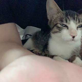 人懐っこい甘えんぼ