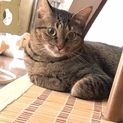 さぁちゃん、里親さま決定しました。