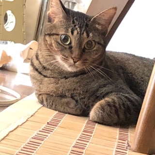 さぁちゃん、里親さま決定しました。