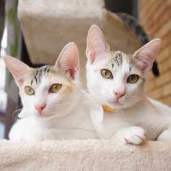 ＊子猫20匹以上〜譲渡会＊一時預かりボランティアさん募集説明会