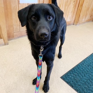黒ラブ系雑種1歳の男の子！
