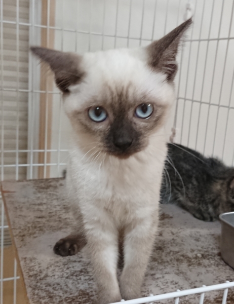 シャム系の可愛い女の子 サムネイル2