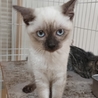 シャム系の可愛い女の子 サムネイル2