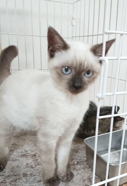 シャム系の可愛い女の子 サムネイル3