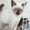 シャム系の可愛い女の子 サムネイル3