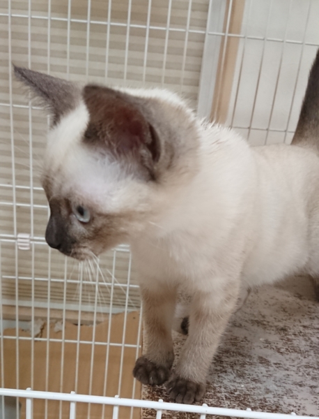 シャム系の可愛い女の子 サムネイル4