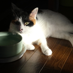 マカロンベッドの活用