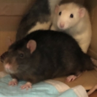 ファンシーラット兄弟２匹