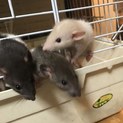 ダンボラット3兄弟を貰ってあげてください！