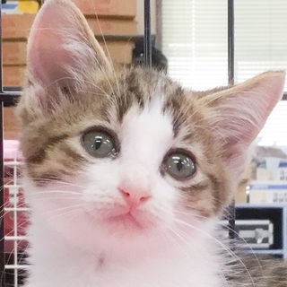 募集一時停止　キジ白姉妹★アリスちゃん