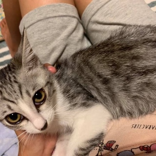 目力ヂカラ美猫✨シルビアちゃん