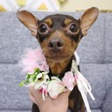 人懐っこいミニピン　テラちゃん♪