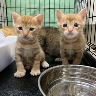 うりふたつ♂生後1ヶ月の茶トラ兄弟