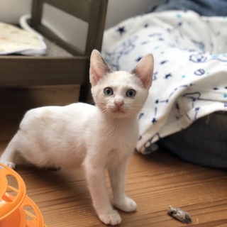 ブルーアイの甘えん坊　みすずちゃん