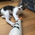 お口の模様がチャームポイント⭐︎かのこちゃん