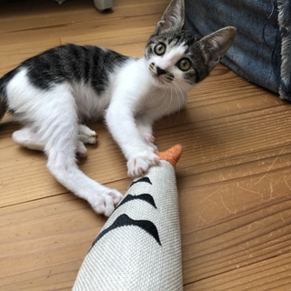 お口の模様がチャームポイント⭐︎かのこちゃん