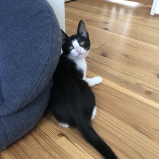 ツンデレ感がたまらにゃい⭐︎しちみちゃん