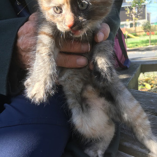 現在、飼い主さんの自宅で飼育中