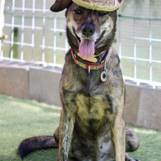 まるで帽子モデル！スタイル抜群な琉球犬ミックス