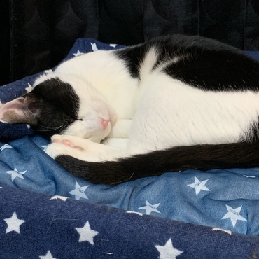 眠り猫