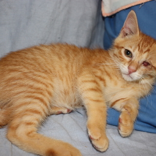 去勢済み人懐こい片目の茶トラよひょう君