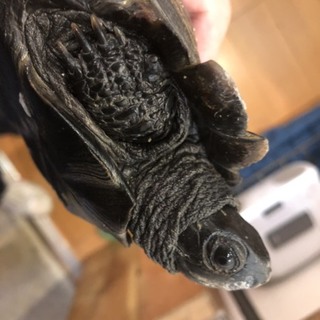 迷い亀（クサガメ）の里親募集