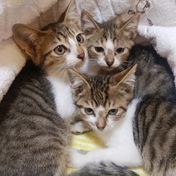 ねこねこ里親会 in 茨城つくば