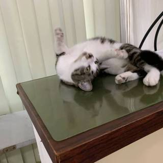 ありがとうございました