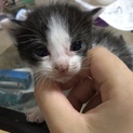 1ヶ月に満たない赤ちゃん猫2
