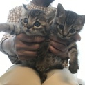 知人に引き取ってもらえました！