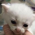 1ヶ月に満たない赤ちゃん猫5