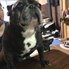 ボー