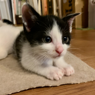 離乳したての４兄弟　甘えん坊のハチワレ男子