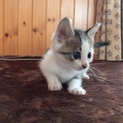 約2ヶ月の子猫です。よろしくお願いします