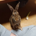 温泉うさぎ峰子♀ペッツさんへ移送しました
