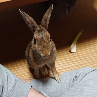 温泉うさぎ峰子♀ペッツさんへ移送しました