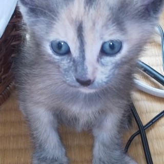 １ヶ月可愛い人懐こい元気な黒茶の女の子パパママ募集