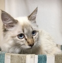 シャム系もふもふの子猫