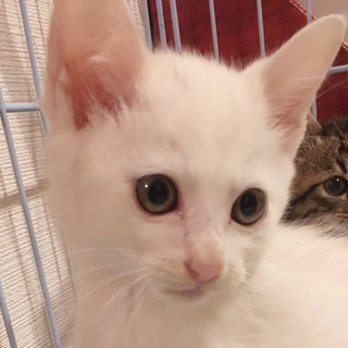 募集一時停止ふわふわ白猫男子★ルキ君