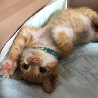 佐賀、久留米市近郊/茶トラ♂