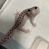 花まるぴっぴ