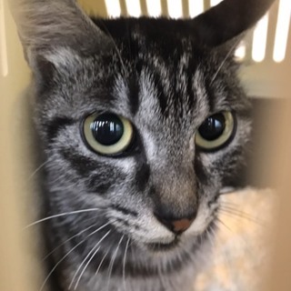 人懐っこい女の子（募集一時中止中）