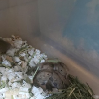 可愛いステップレミング