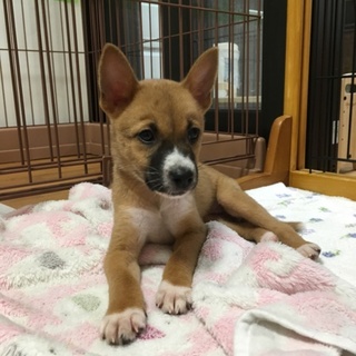目鼻立ちがきれいな美人さん  子犬のメリダちゃん